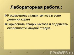 Лабораторная работа : Рассмотреть стадии митоза в зоне деления корня Зарисовать