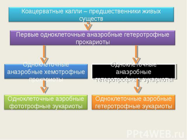 Коацерватные капли – предшественники живых существПервые одноклеточные анаэробные гетеротрофные прокариотыОдноклеточные анаэробные хемотрофные прокариотыОдноклеточные аэробные фототрофные эукариотыОдноклеточные анаэробные гетеротрофные эукариотыОдно…