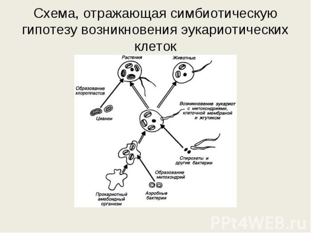 Схема, отражающая симбиотическую гипотезу возникновения эукариотических клеток