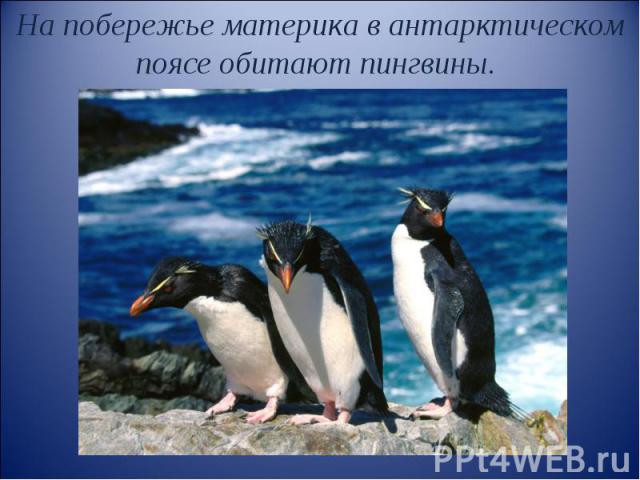 На побережье материка в антарктическом поясе обитают пингвины.