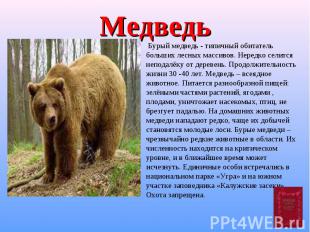 Медведь Бурый медведь - типичный обитатель больших лесных массивов. Нередко сели