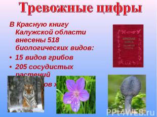 Тревожные цифрыВ Красную книгу Калужской области внесены 518 биологических видов