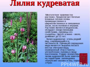 Лилия кудреватая Многолетнее травянистое растение. Предпочитает богатые влажные