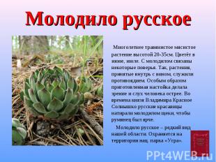 Молодило русское Многолетнее травянистое мясистое растение высотой 20-35см. Цвет