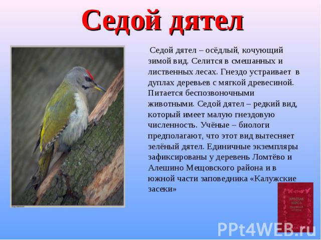 Птицы Калужской Области Фото И Описание