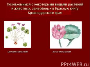 Познакомимся с некоторыми видами растений и животных, занесённых в Красную книгу