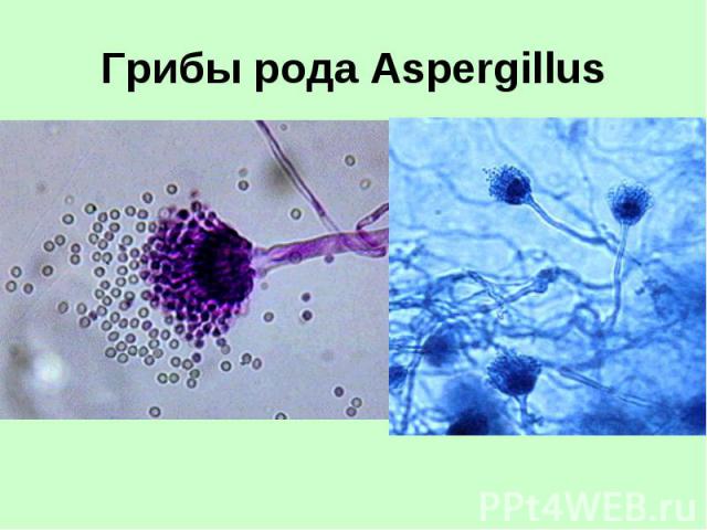 Грибы рода Aspergillus