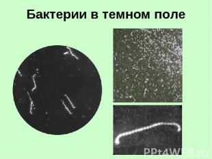 Бактерии в темном поле