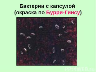 Бактерии с капсулой (окраска по Бурри-Гинсу)