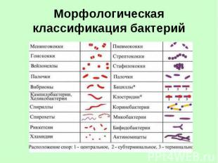 Морфологическая классификация бактерий
