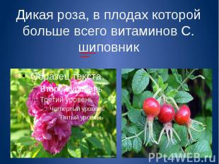 Дикая роза, в плодах которой больше всего витаминов С.шиповник