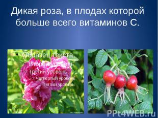 Дикая роза, в плодах которой больше всего витаминов С.