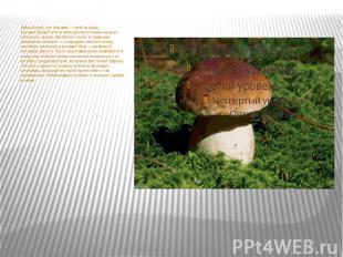 Бе лый гриб, или боровик — гриб из рода Боровик.Белый гриб широко распространён