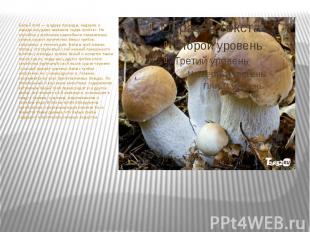 Белый гриб — шедевр природы, недаром в народе ему дано название «царь грибов». Н