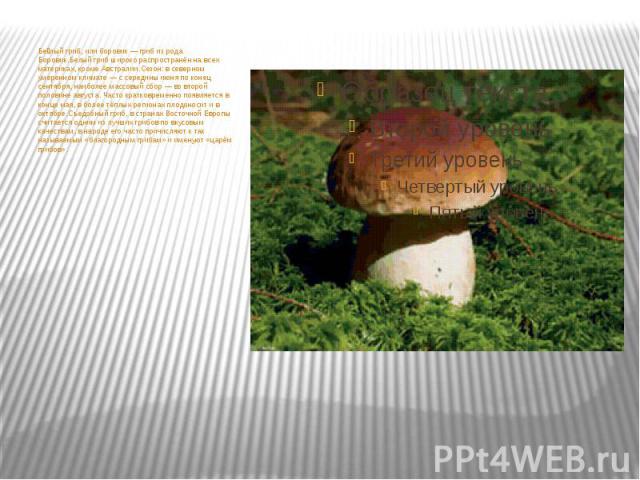 Бе лый гриб, или боровик — гриб из рода Боровик.Белый гриб широко распространён на всех материках, кроме Австралии.Сезон: в северном умеренном климате — с середины июня по конец сентября, наиболее массовый сбор — во второй половине августа. Часто кр…