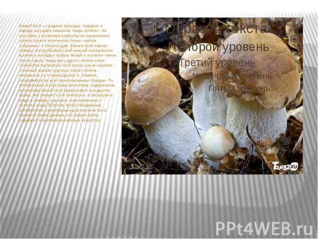 Белый гриб — шедевр природы, недаром в народе ему дано название «царь грибов». Не случайно у грибников важнейшим показателем успеха служит количество белых грибов, собранных в течение дня. Белым гриб назван потому, что трубчатый слой нижней поверхно…