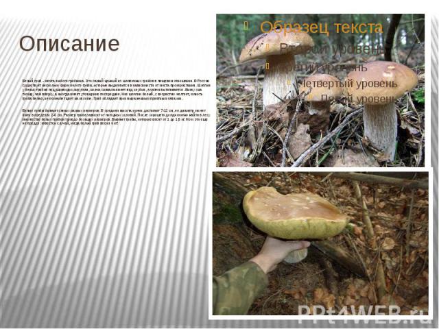 Описание Белый гриб - мечта любого грибника. Это самый ценный из шляпочных грибов в пищевом отношении. В России существует несколько форм белого гриба, которые выделяются в зависимости от места произрастания. Шляпка у белых грибов подушковидно-округ…