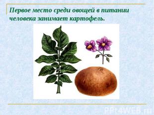 Первое место среди овощей в питании человека занимает картофель.