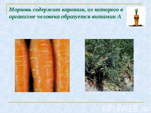 Морковь содержит каротин, из которого в организме человека образуется витамин А