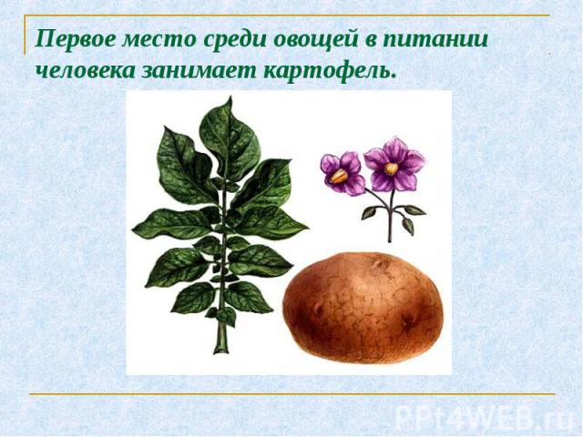 Первое место среди овощей в питании человека занимает картофель.