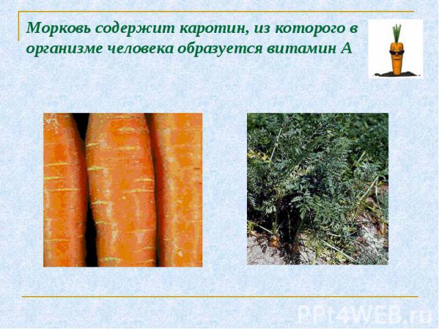 Морковь содержит каротин, из которого в организме человека образуется витамин А