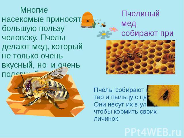 Пчелы собирают нек - тар и пыльцу с цветов. Они несут их в ульи, чтобы кормить своих личинок. Многие насекомые приносят большую пользу человеку. Пчелы делают мед, который не только очень вкусный, но и очень полезный.
