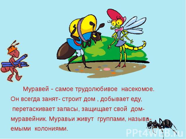 Муравей - самое трудолюбивое насекомое. Он всегда занят- строит дом , добывает еду, перетаскивает запасы, защищает свой дом- муравейник. Муравьи живут группами, называ- емыми колониями.