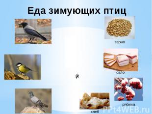 Еда зимующих птиц