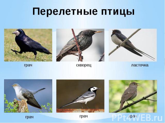 Перелетные птицы в сибири фото и названия